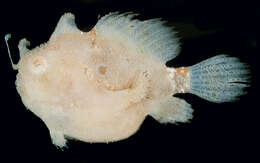 Image of Hispid frogfish