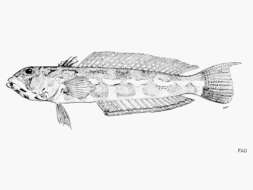 Image of Grub fish