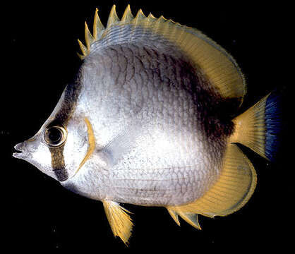 Image of Somali Butterflyfish