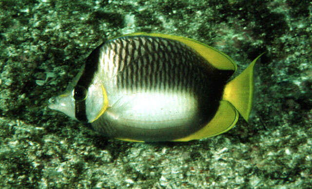 Image of Somali Butterflyfish