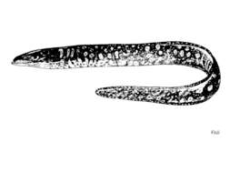 Image of Bird-eye Conger