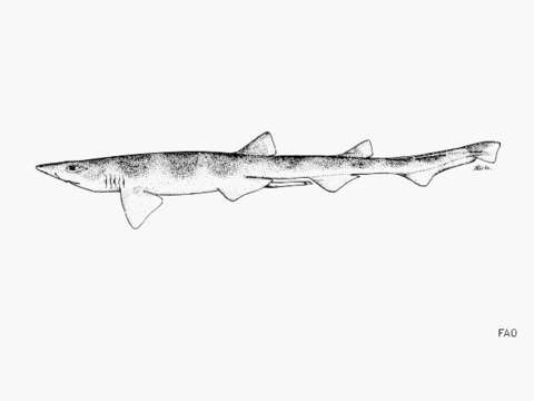 Image of Broadfin Sawtail Catshark