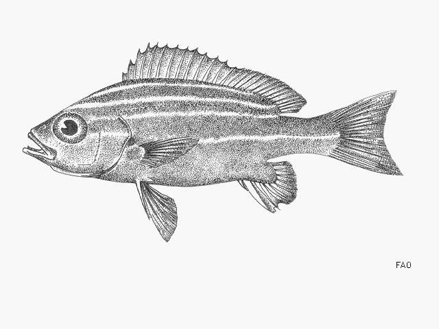 Image of African Striped Grunt