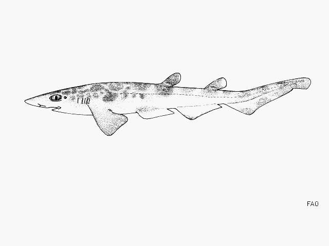 Image of African Sawtail Catshark