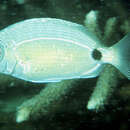 Image of One spot seabream