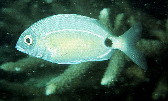 Image of One spot seabream