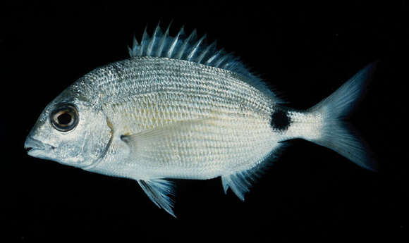 Image of One spot seabream