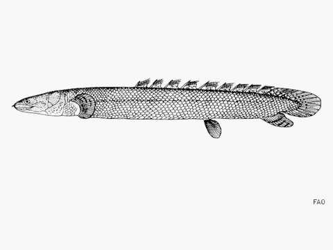 Image of Ornate Bichir