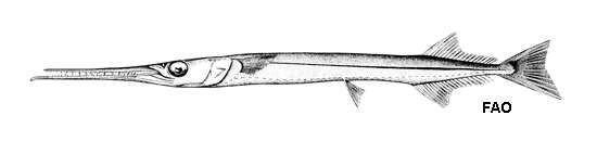 Image of Reef needlefish