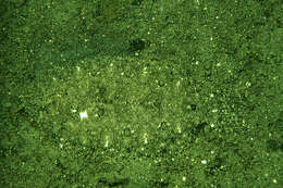 Image of Blotched flounder