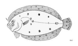 Sivun Asterorhombus intermedius (Bleeker 1865) kuva