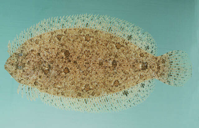 Image of Blotched flounder