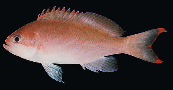 Imagem de Pseudanthias hypselosoma Bleeker 1878