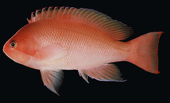 Imagem de Pseudanthias hypselosoma Bleeker 1878