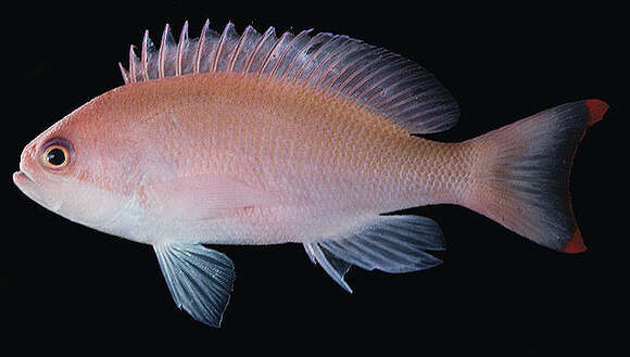 Imagem de Pseudanthias hypselosoma Bleeker 1878