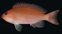 Imagem de Pseudanthias hypselosoma Bleeker 1878