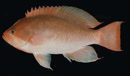 Image of Stocky anthias