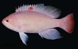 Image of Stocky anthias