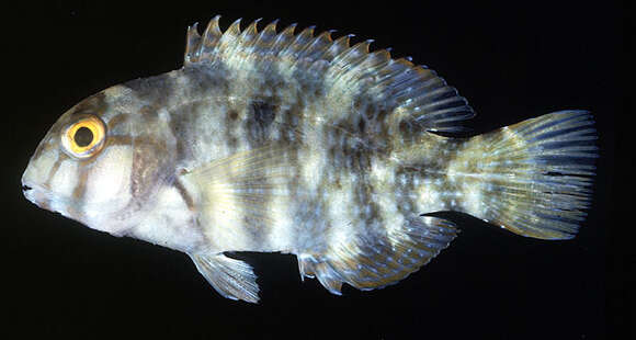 Image of Graphic tuskfish