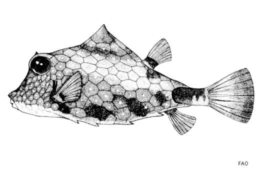 Image of Humpback Turretfish