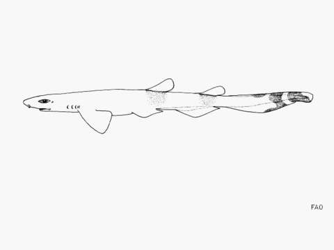 Image of Dwarf Sawtail Catshark