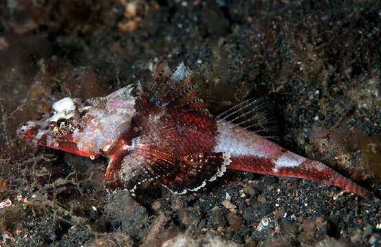 Image of Spiny Flathead