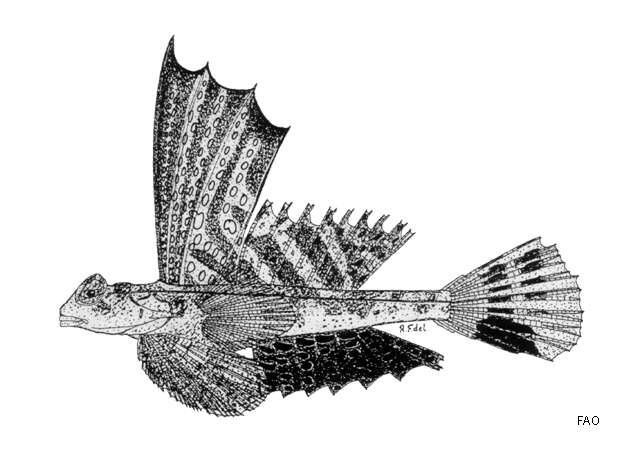 Image of Australian sailfin dragonet