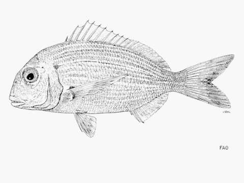 Image of Haffara seabream