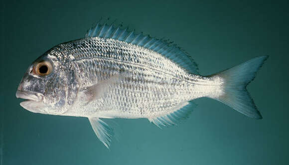 Image of Haffara seabream