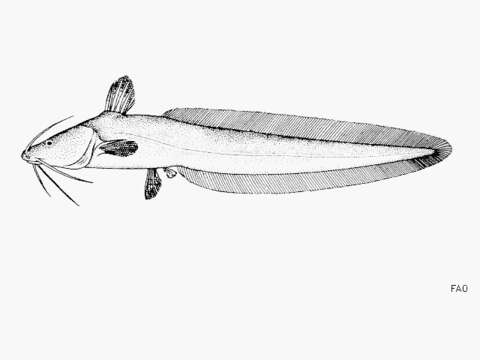 Imagem de Plotosus canius Hamilton 1822