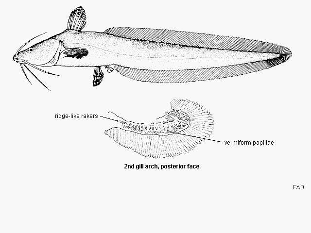 Sivun Plotosus canius Hamilton 1822 kuva