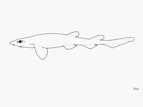 Image of Dusky Catshark