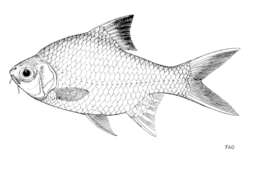 Image of Red-tail Tinfoil Barb