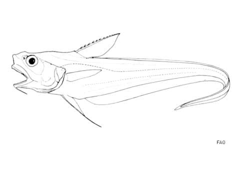 Sivun Coryphaenoides mediterraneus (Giglioli 1893) kuva