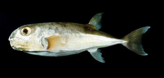 Image of Brown backed toadfish