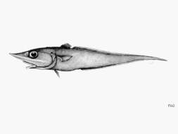 Image de Trachyrincus helolepis Gilbert 1892