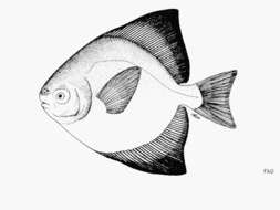 Image of butterfishes