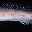 Image of Blue-nosed grubfish