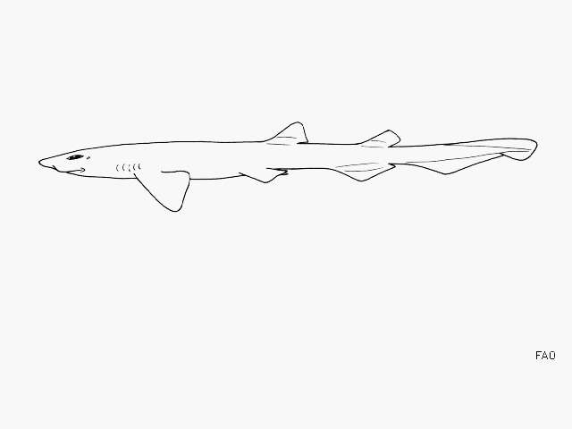 Image of Bristly cat shark