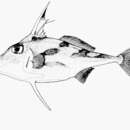 Image of Blotched tripodfish