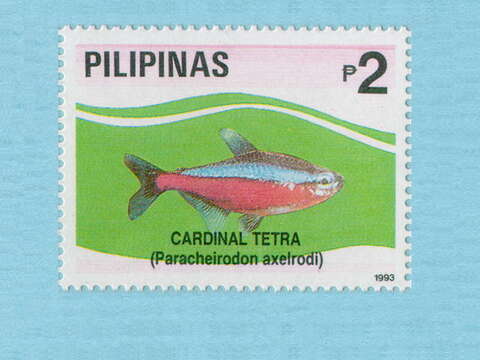 Image of cardinal tetra