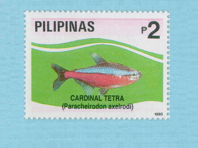 Image of cardinal tetra