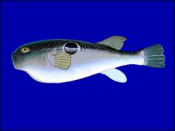 Image of Japanese Pufferfish