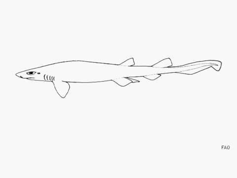 Image of Spotless Catshark