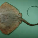 Image of Cowtail Stingray