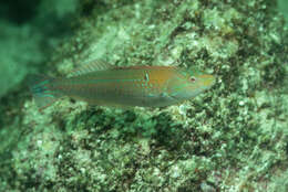 Image of Chameleon wrasse