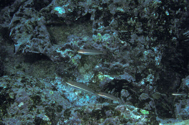 Image of Chameleon wrasse