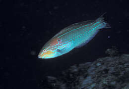 Image of Chameleon wrasse