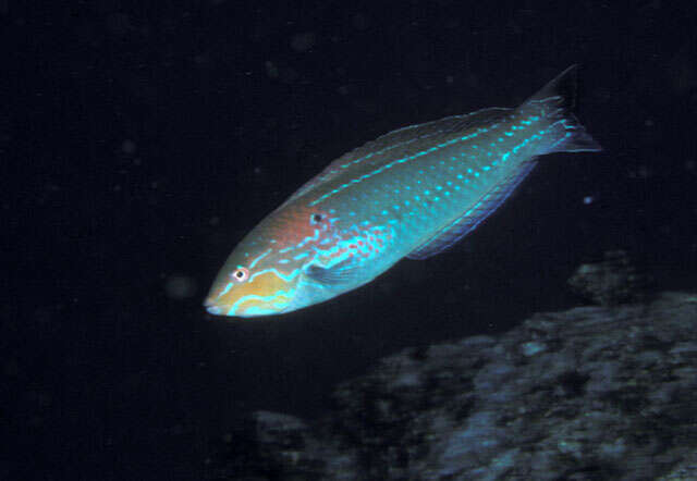 Image of Chameleon wrasse