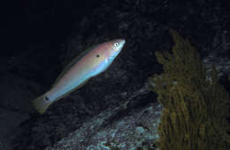 Image of Chameleon wrasse